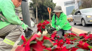 Adornará Gobierno Capitalino Avenidas Principales de la Ciudad de  México con 220 mil Nochebuenas